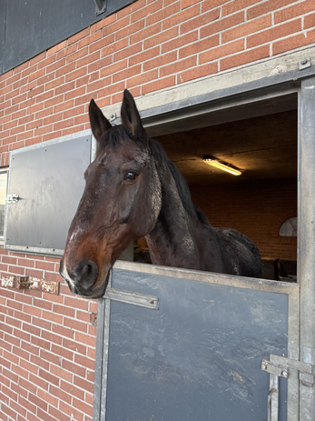 pasted-image-mon-jan-19-2026-21-59-16-gmt-0100-midden-europese-standaardtijd-high