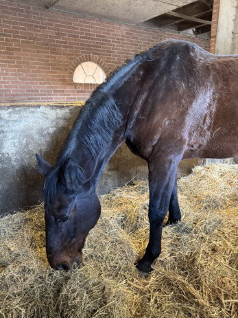 pasted-image-mon-jan-19-2026-22-00-19-gmt-0100-midden-europese-standaardtijd-high