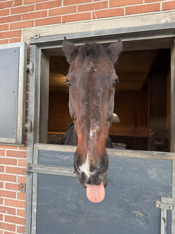 pasted-image-mon-jan-19-2026-22-00-34-gmt-0100-midden-europese-standaardtijd-high