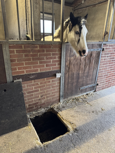 Ze hebben een erg handig systeem voor het uitmesten, je kan de mest in dit gat gooien en de mest gaat zo naar de mesthoop met een ketting.