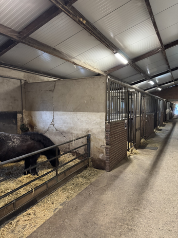 Naast de zadelkamer staat Jip de shetlander. Hij heeft als enige paard zo'n stal.