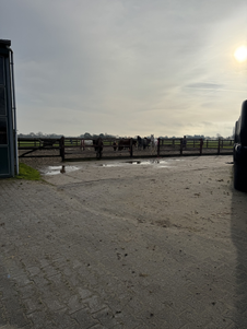 Daarnaast zitten de paddocks voor manege, pension en de paarden van de eigenaar.